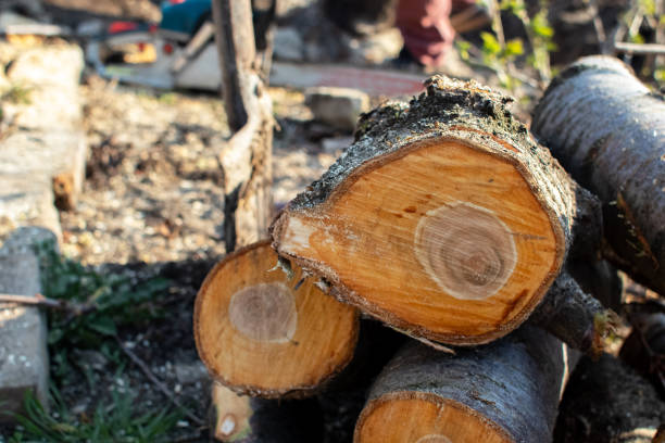 Best Fruit Tree Pruning  in Bloomfield, NM