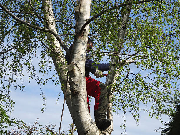 Best Storm Damage Tree Cleanup  in Bloomfield, NM